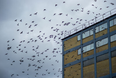 Low angle view of birds flying by building against cloudy sky