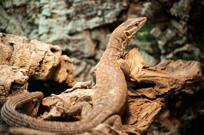 View of lizard on rock