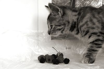 Close-up of a cat looking away