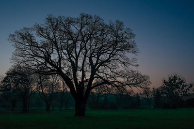 Bare trees on field