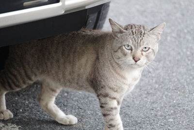 Portrait of tabby cat on car