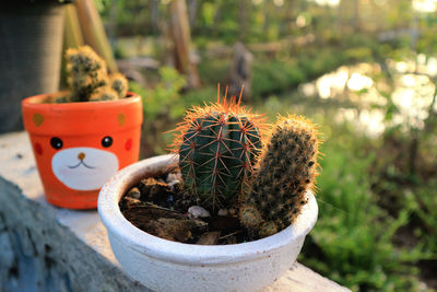 Close-up of succulent plant in pot