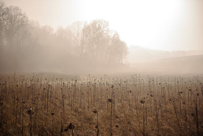 Foggy morning in field