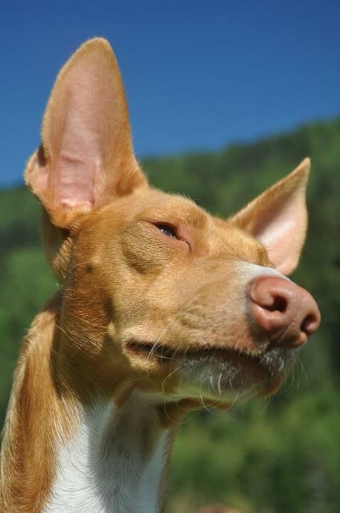 CLOSE-UP OF DOG LOOKING AWAY