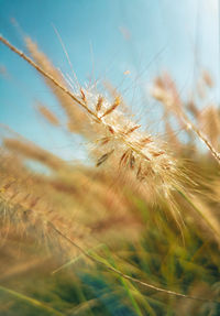 Close-up of wheat growing on field against sky