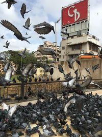 Flock of pigeons feeding on footpath