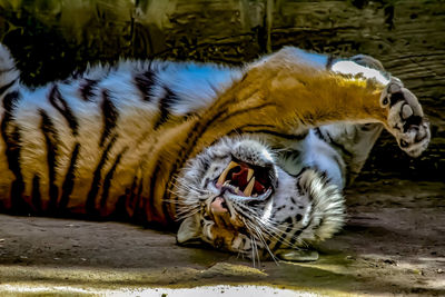 View of a cat in zoo