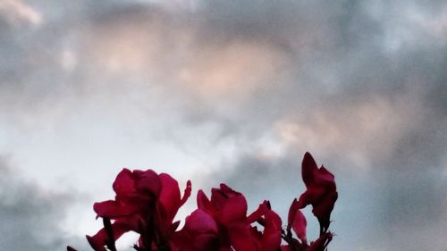 Close-up of pink flower against clear sky