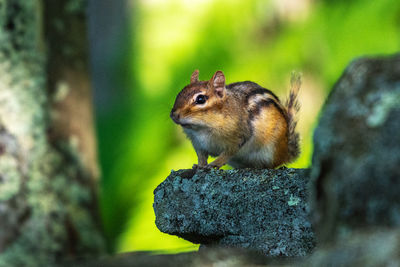 Close-up of squirrel on rock