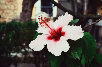 Close-up of pink flower