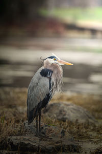 High angle view of gray heron perching on beach