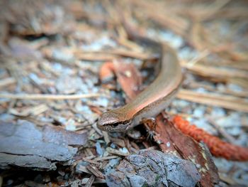 Close-up of a lizard