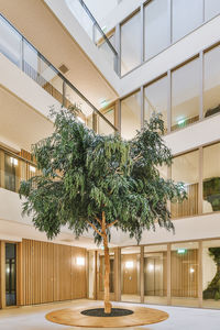 Potted plant against building