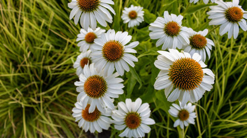 Close-up of white flowering coneflowers on field