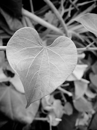 Close-up of leaves