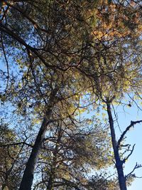 Low angle view of trees against sky during autumn