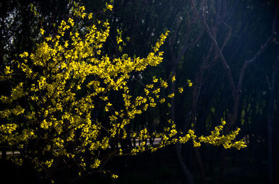 Scenic view of sky at night