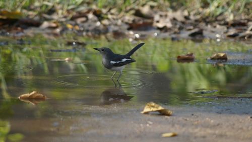 Bird in puddle