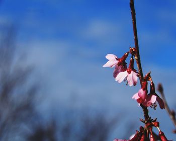 Close-up of pink cherry blossom on tree