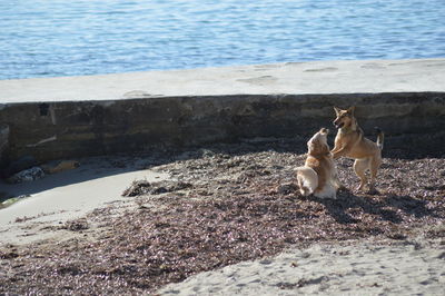 Dog on beach