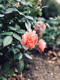 Close-up of rose plant