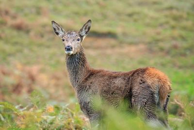 Portrait of animal standing on field