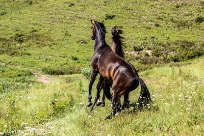 Horses jumping on grassy field