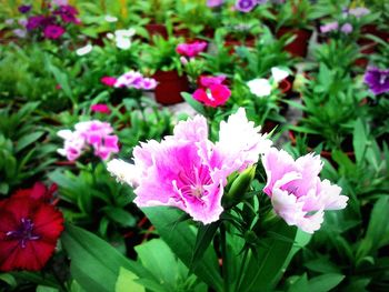 Close-up of pink flower