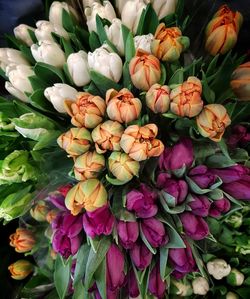 Close-up of multi colored tulips