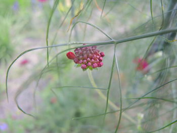 Close-up of red berries