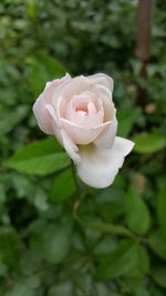 Close-up of rose