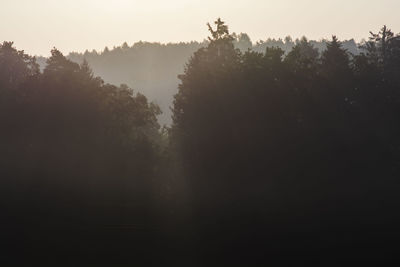 Silhouette trees in forest against sky at morning