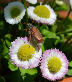 Close-up of insect on flowers