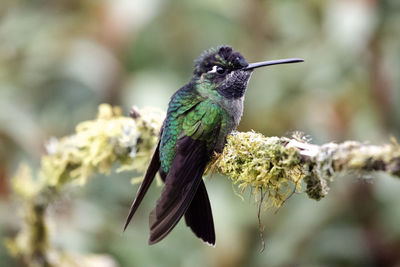 Close-up of bird perching on branch