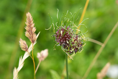 Close-up of flowering plant on field