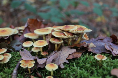 Close-up of mushrooms growing outdoors