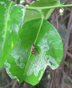 Close-up of insect on leaf