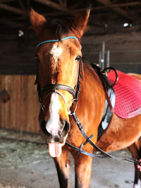 Close-up of a horse