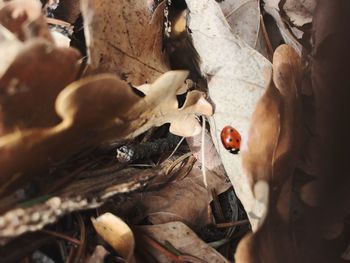 High angle view of dry leaves on wood