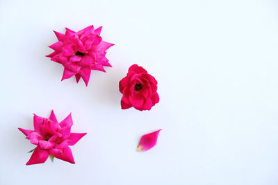 Close-up of pink roses against white background