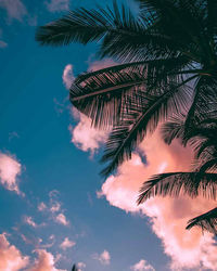 Low angle view of silhouette coconut palm tree against sky