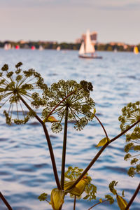 Close-up of flowering plant against sea