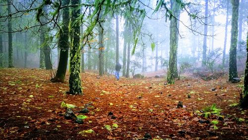 Trees in forest during autumn