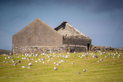 Old ruin on field with many seagulls feeding after hay has been cut.