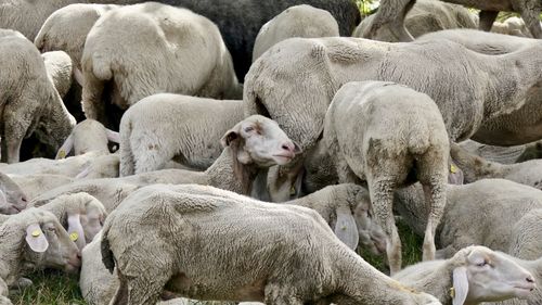 Sheep in farm