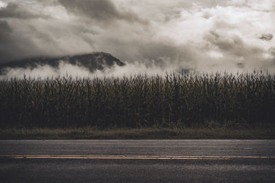 Plants growing by road against cloudy sky