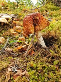 Close-up of mushroom growing on field