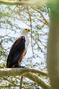 Low angle view of eagle perching on tree