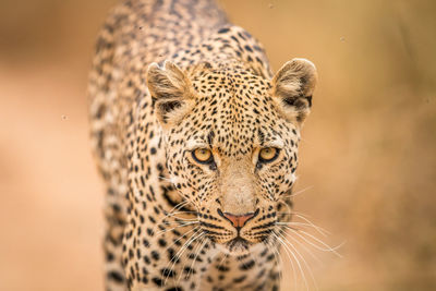 Close-up portrait of leopard