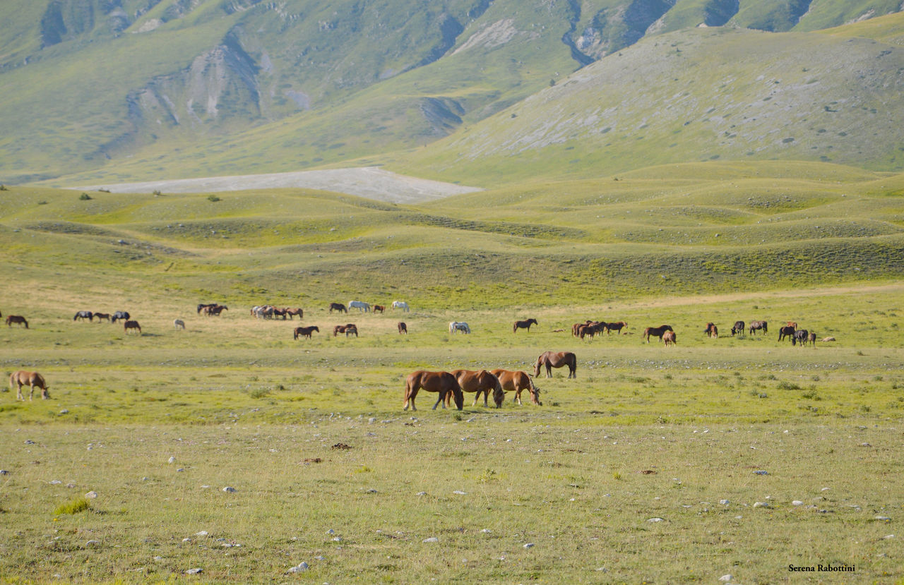 landscape, large group of animals, animal, grazing, livestock, beauty in nature, scenics, mountain, grass, domestic animals, nature, outdoors, day, no people